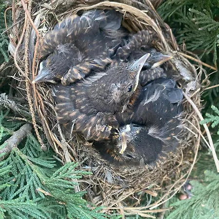 Dubryk Na Kaszubach Stara Kiszewa