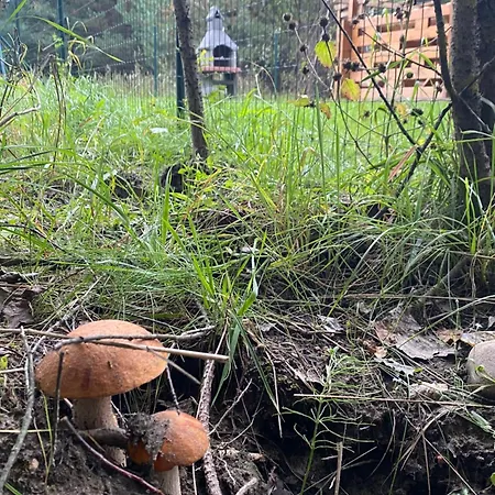 Dubryk Na Kaszubach Ferienhaus *