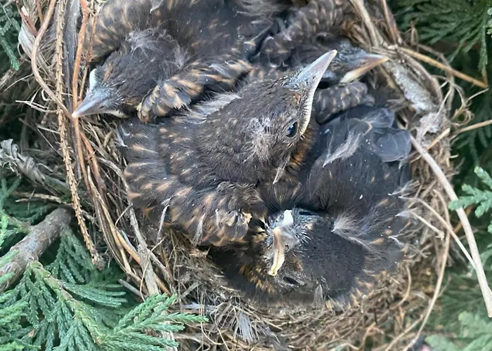 Dubryk Na Kaszubach Stara Kiszewa