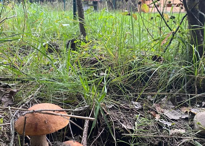 Dubryk Na Kaszubach Holiday home *